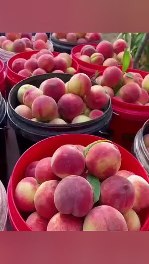 無脊椎動(dòng)物？當(dāng)心這水果里的“不速之客”！——談優(yōu)質(zhì)應(yīng)季水果的選購與處理